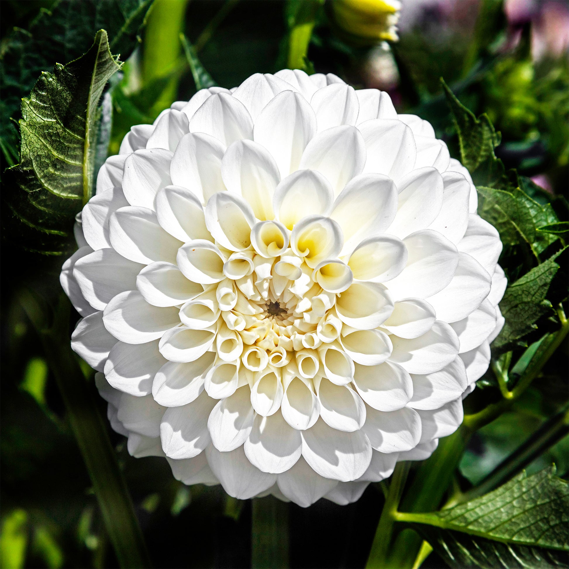 3 Dahlien Boom Boom White - Dahlia Boom Boom White - Bakker