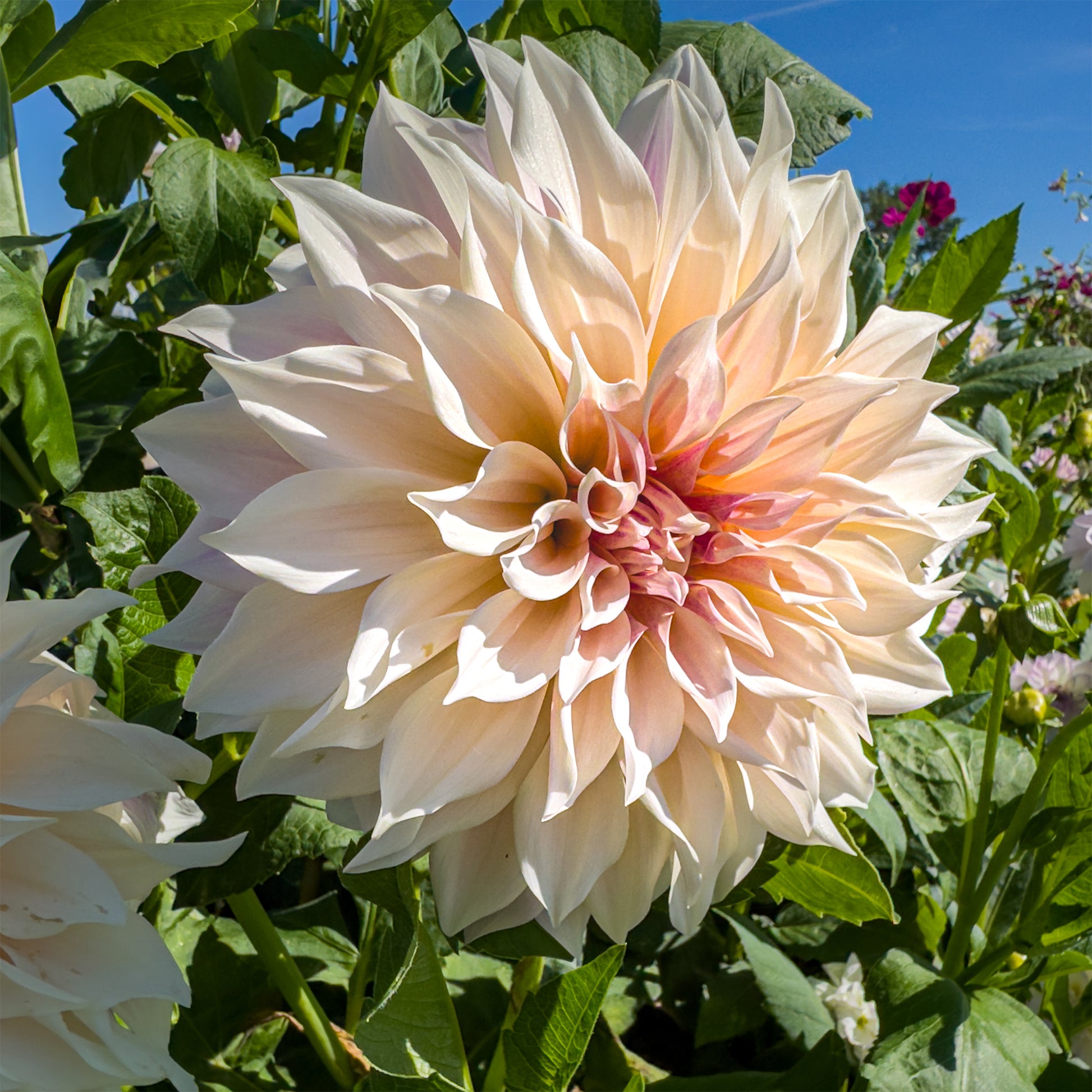 3 Dahlien Café au Lait - Dahlia Café au Lait - Bakker