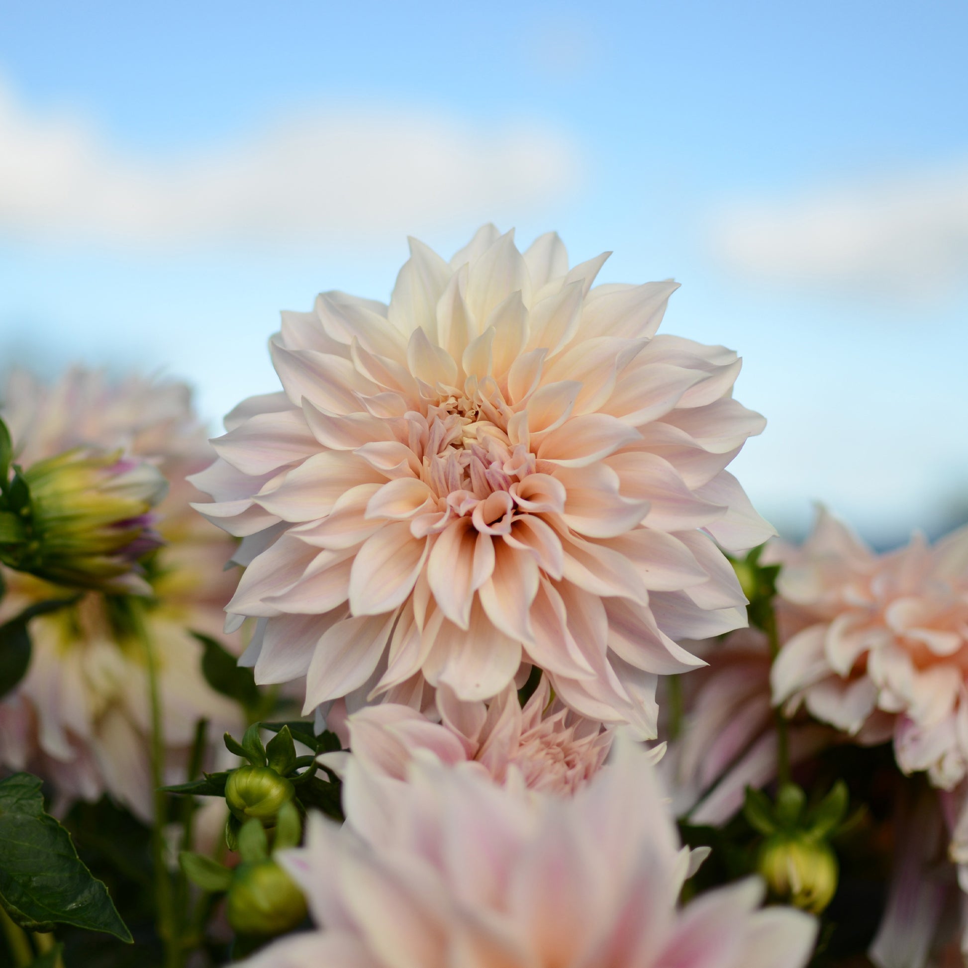 3 Dahlien Café au Lait - Dahlia Café au Lait - Bakker