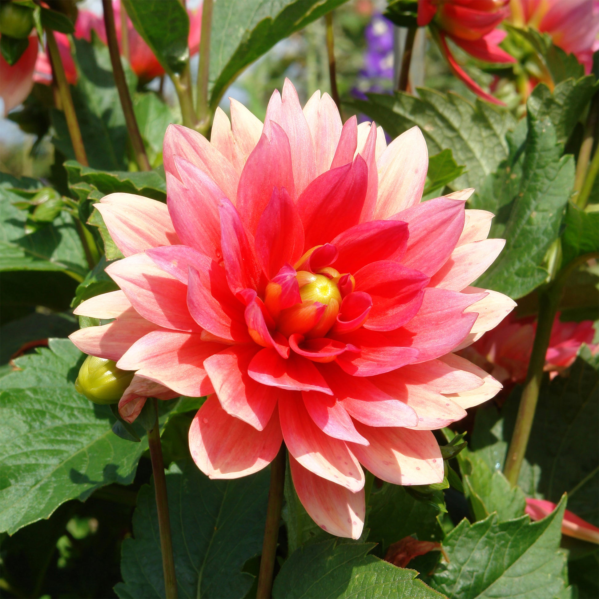 Zwerg-Dekorative Dahlie Berliner Kleene - Dahlia Berliner Kleene - Bakker