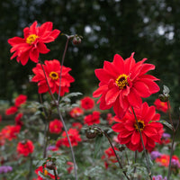 Dahlia Bishop of Llandaff - Randdahlie Bishop of Llandaff - Dahlien-Zwiebeln