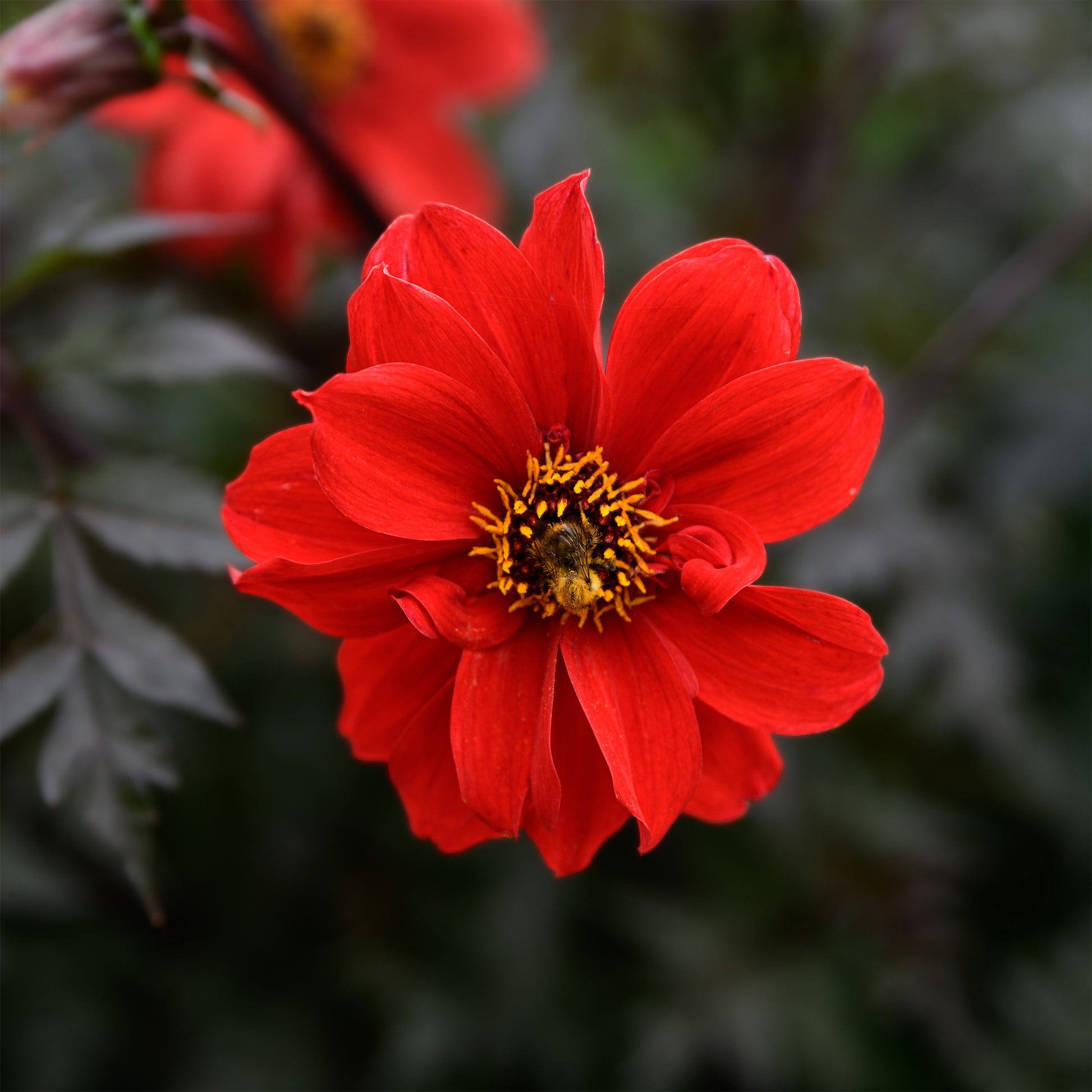 Randdahlie Bishop of Llandaff - Dahlia Bishop of Llandaff - Bakker