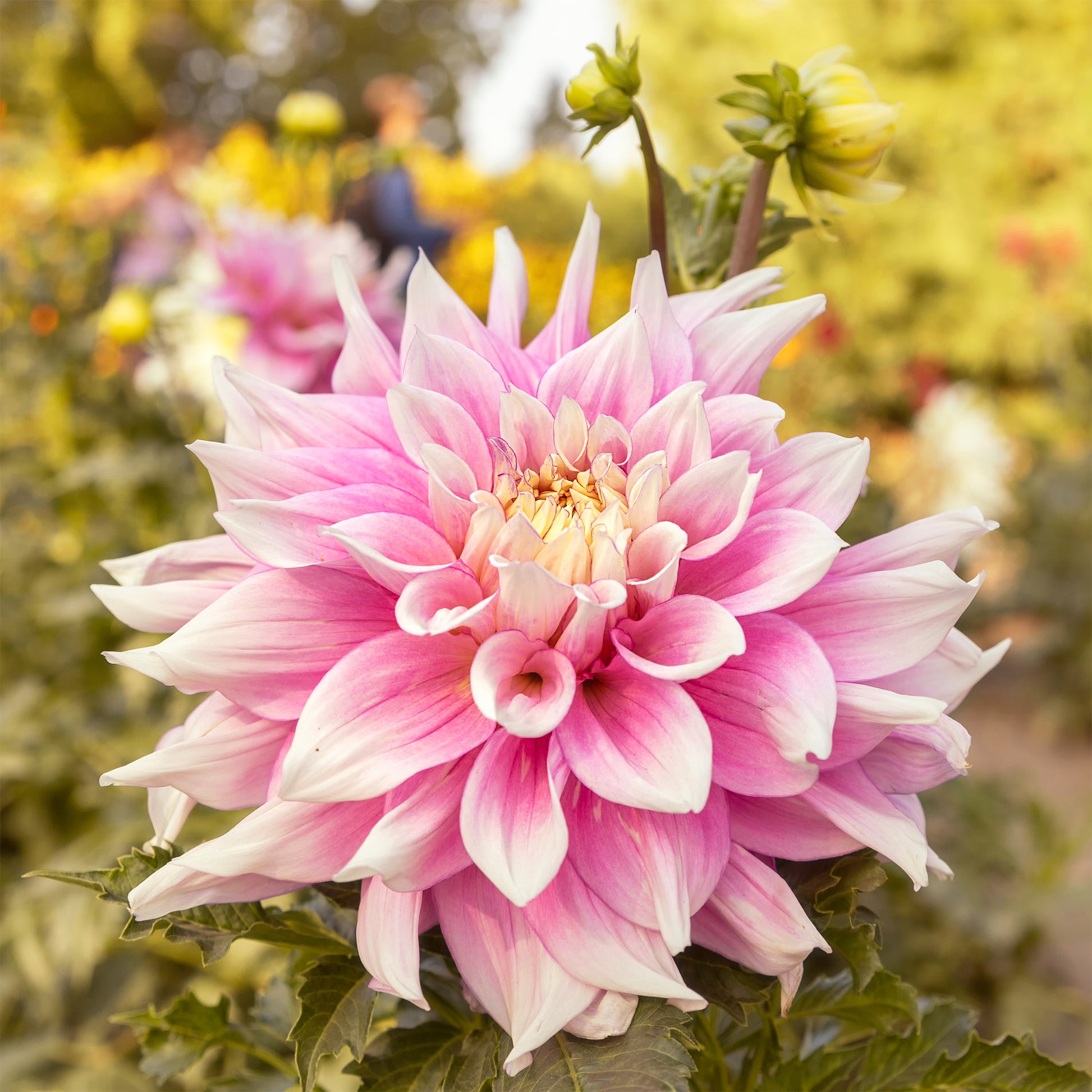 Dekorative Dahlie Break Out - Dahlia Break Out - Bakker