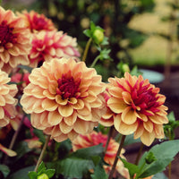 Dekorative Dahlie Crème de Cognac - Dahlia Crème de Cognac - Bakker