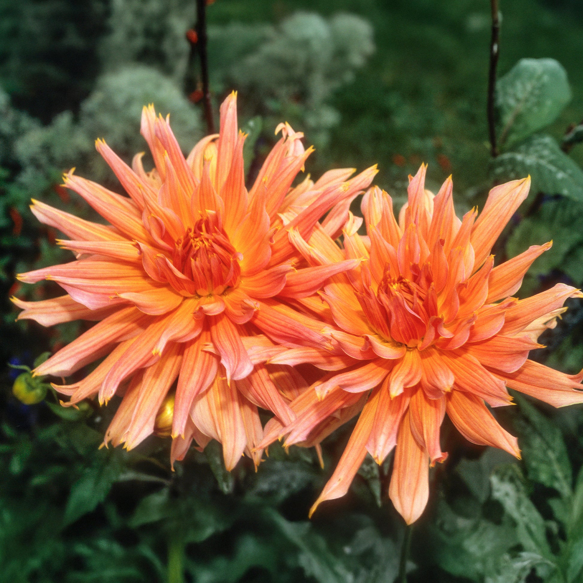 Dahlia Omega - Dekorative Dahlie Omega - Dahlien-Zwiebeln