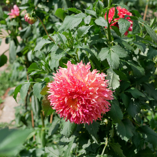 Dahlie Fubuki Myrtles Folly - Bakker