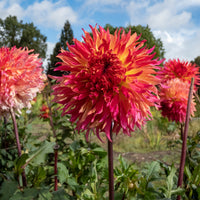 Dahlie Fubuki Myrtles Folly - Dahlia fubuki Myrtle's Folly - Bakker