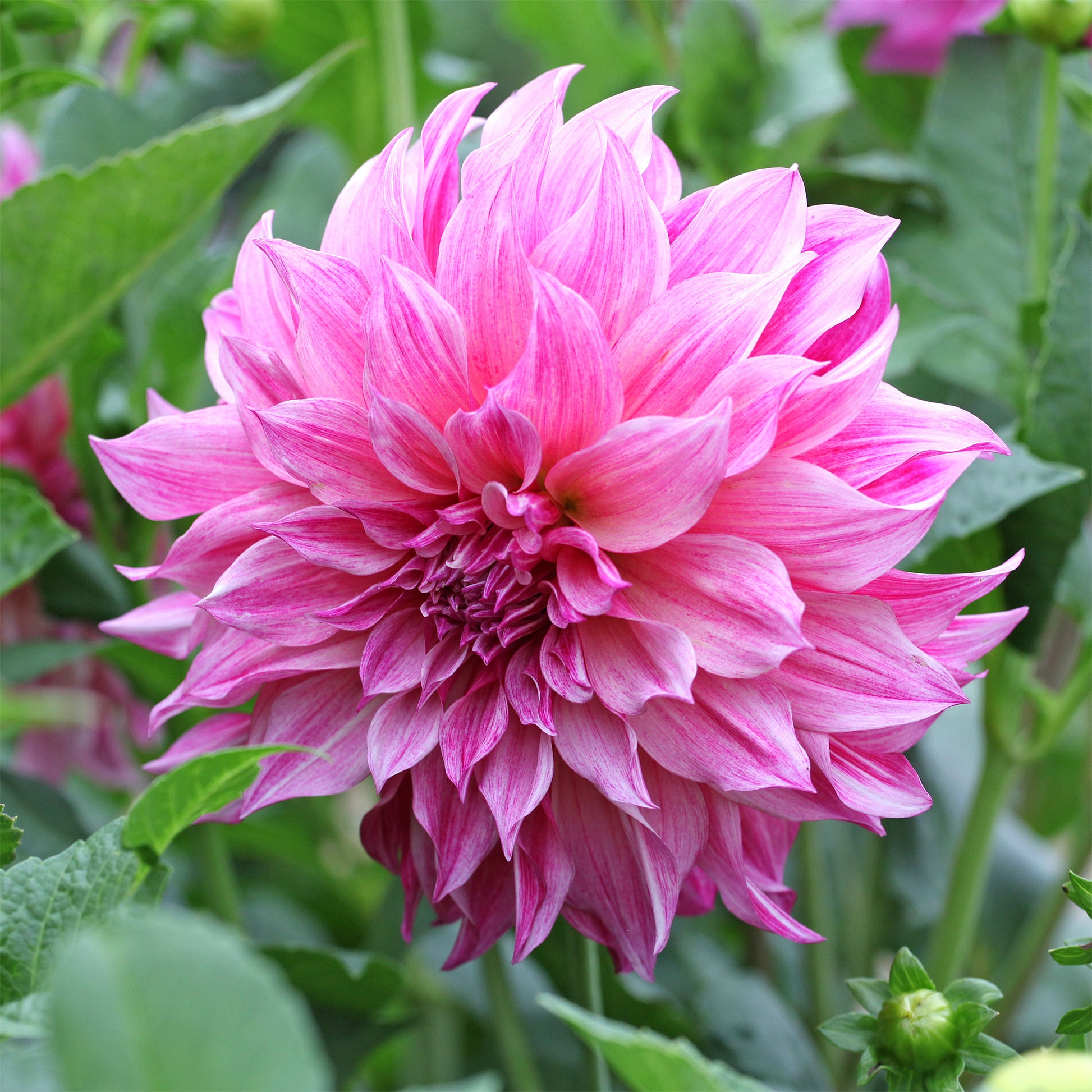 Riesen-Dahlie Café au Lait Rose - Dahlia Café au Lait Rosé - Bakker