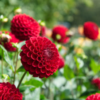 Dahlia Cornel - Pompon-Dahlie Cornel - 