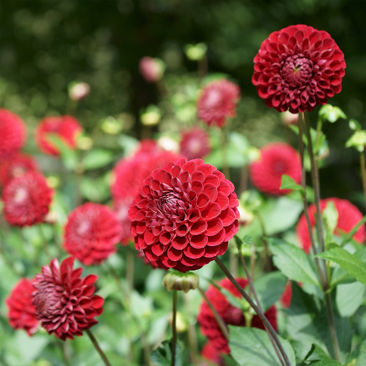 Pompon-Dahlie Cornel - Dahlia Cornel - Bakker
