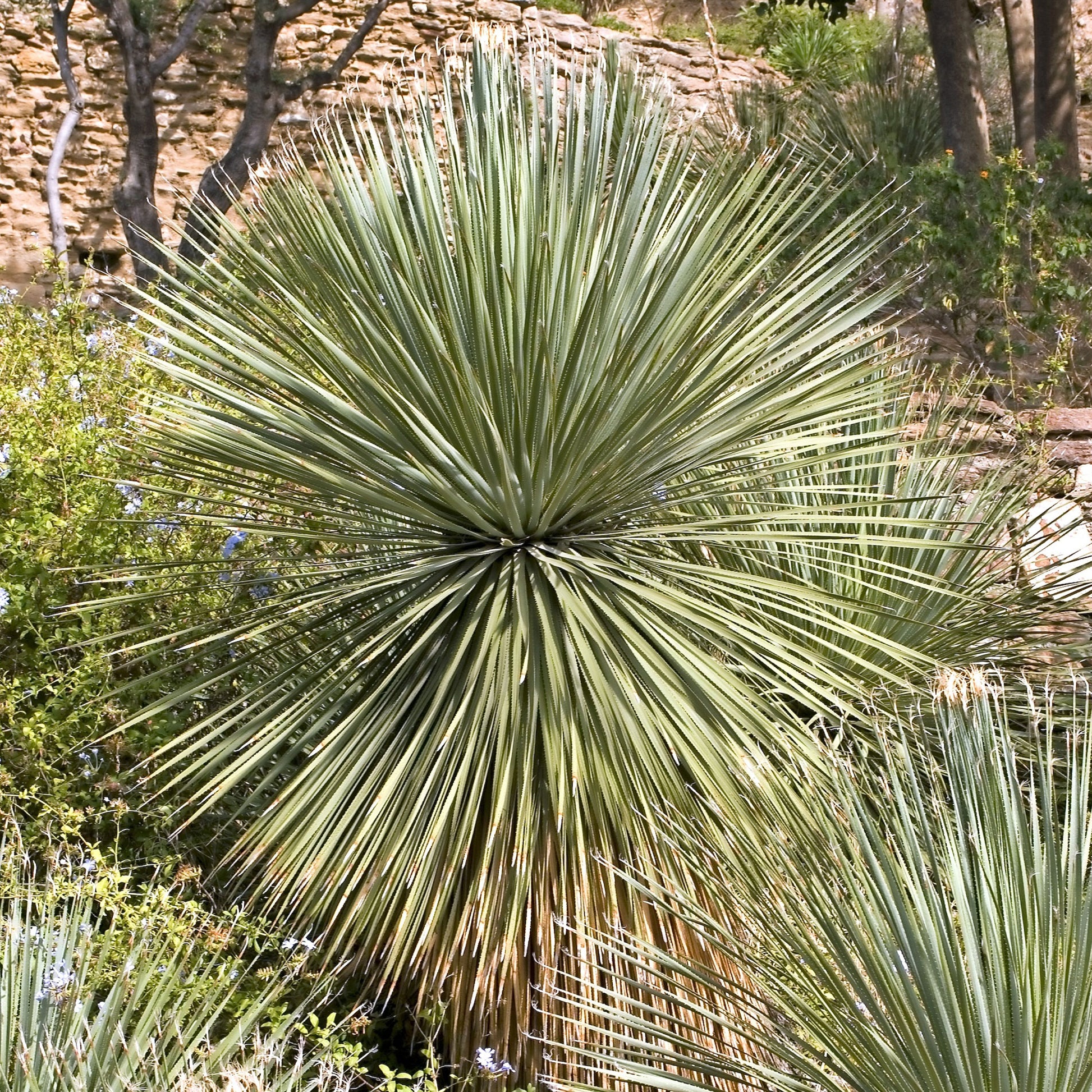 Verkauf Wheeler-Dasylirion - Dasylirion wheeleri