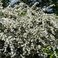 Deutzia - Deutzie - Zwerg-Deutzie Nikko - Deutzia gracilis Nikko