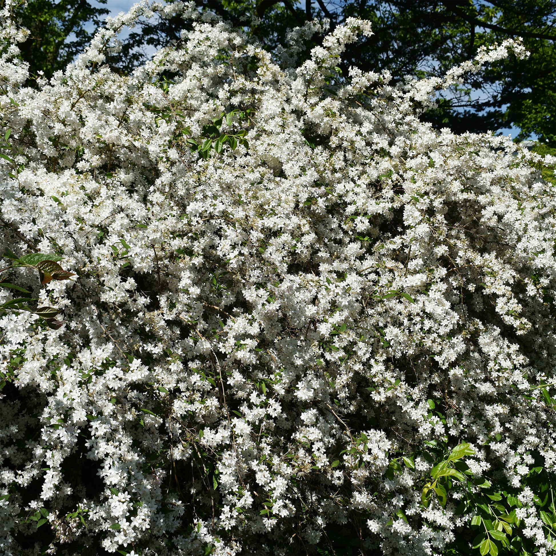 Deutzie - Deutzia - Zwerg-Deutzie Nikko - Deutzia gracilis Nikko