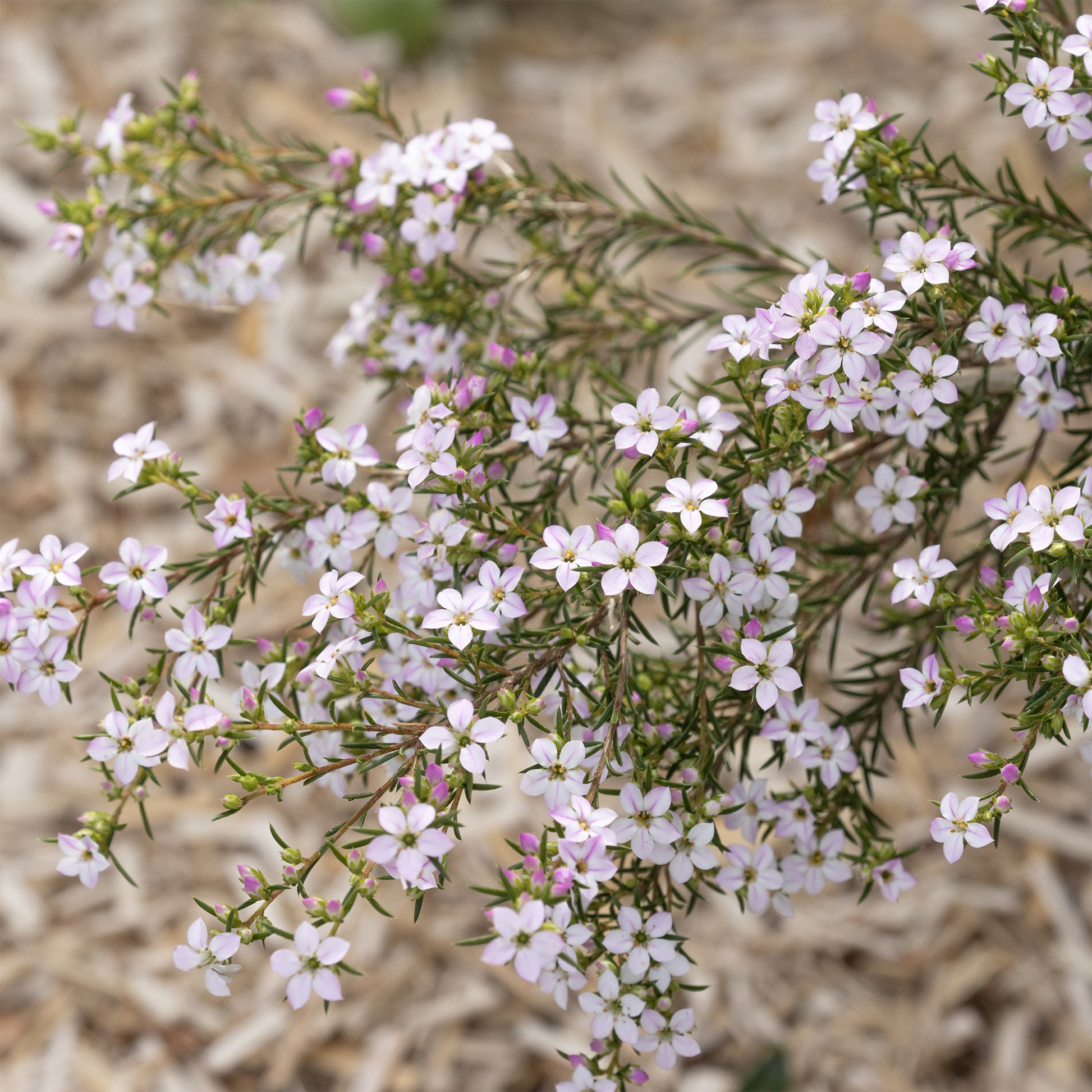 Diosma - Fischerpflanze - Diosma hirsuta - Bakker