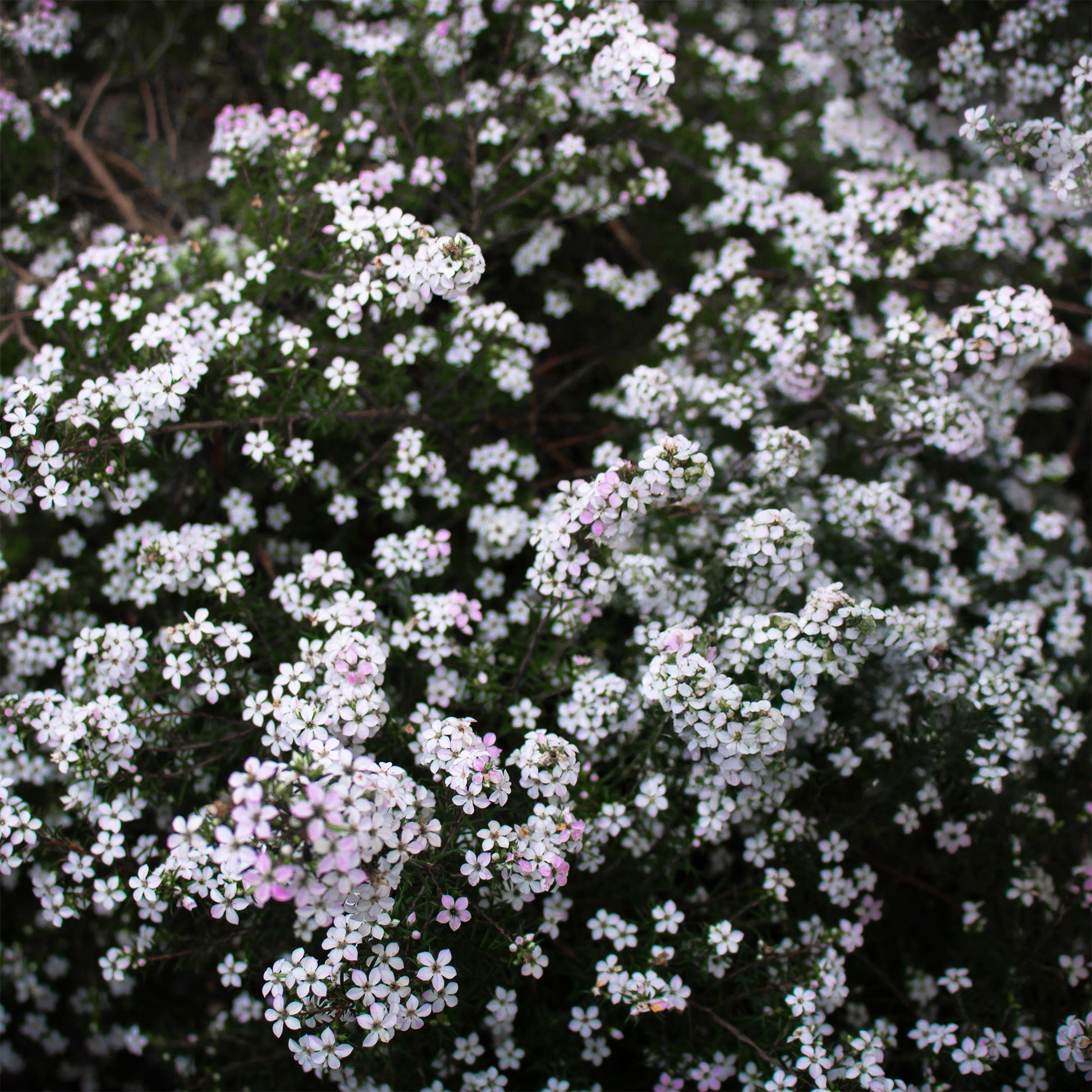 Diosma - Fischerpflanze - Bakker