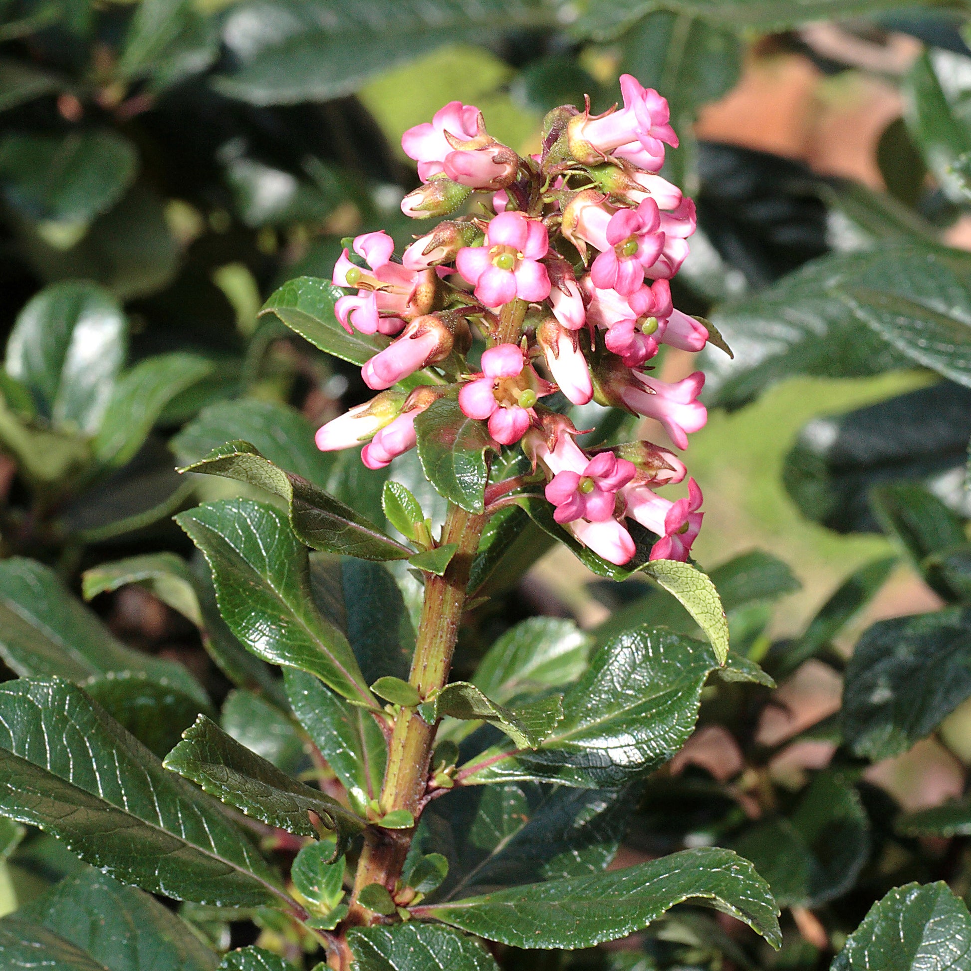 Escallonia Macrantha - Bakker