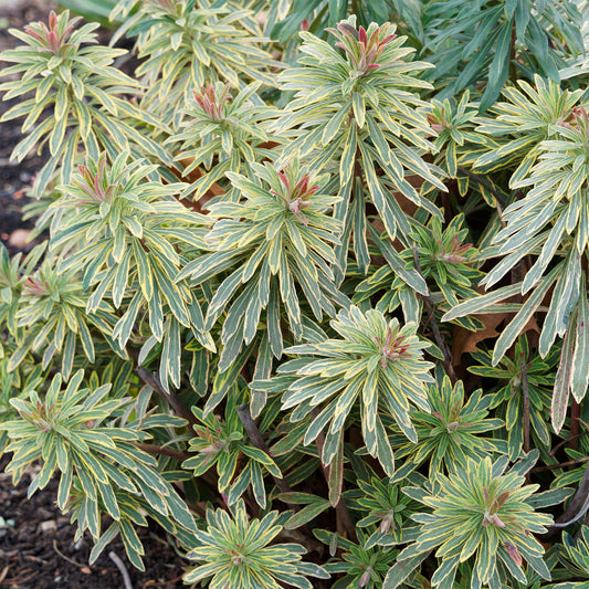 Martins Euphorbia Ascot rainbow ® - Bakker