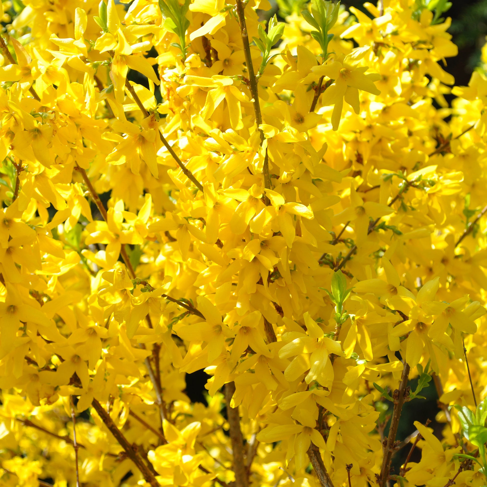 Forsythie Lynwood Gold - Forsythia x intermedia Lynwood Gold - Bakker