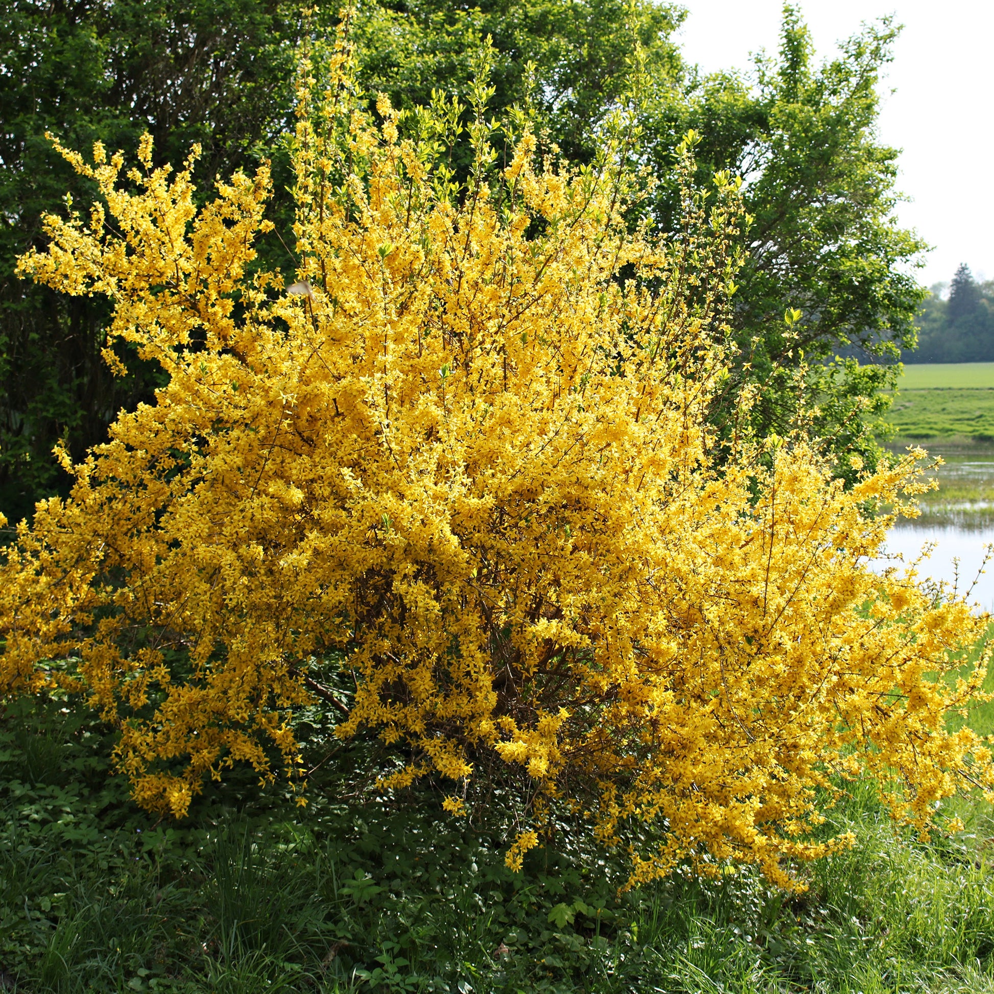 Forsythia x intermedia Lynwood Gold - Forsythie Lynwood Gold - Forsythie - Forsythia