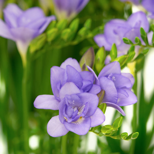 25 doppelte blaue Freesien - Bakker