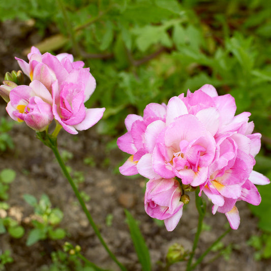 25 doppelte rosa Freesien - Bakker