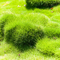 Mascarenengras - Zoysia tenuifolia - Bakker