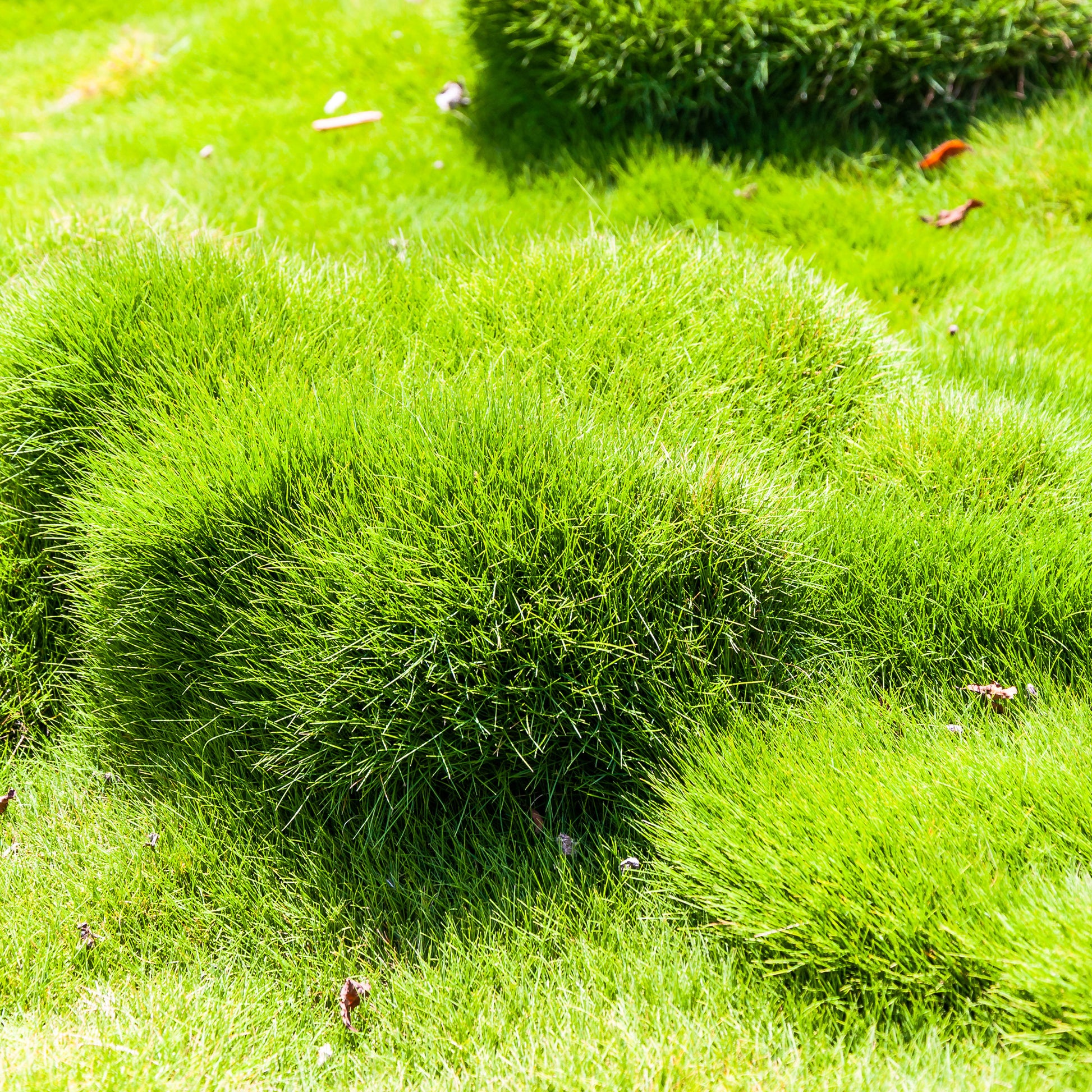 Mascarenengras - Zoysia tenuifolia - Bakker