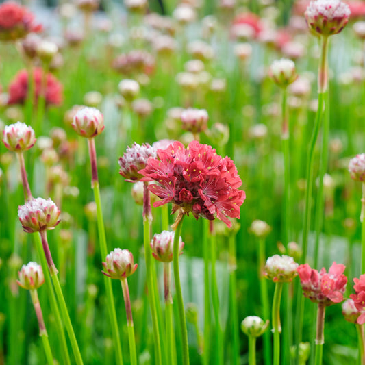 Spanisches Gras Ballerina Rot - Bakker