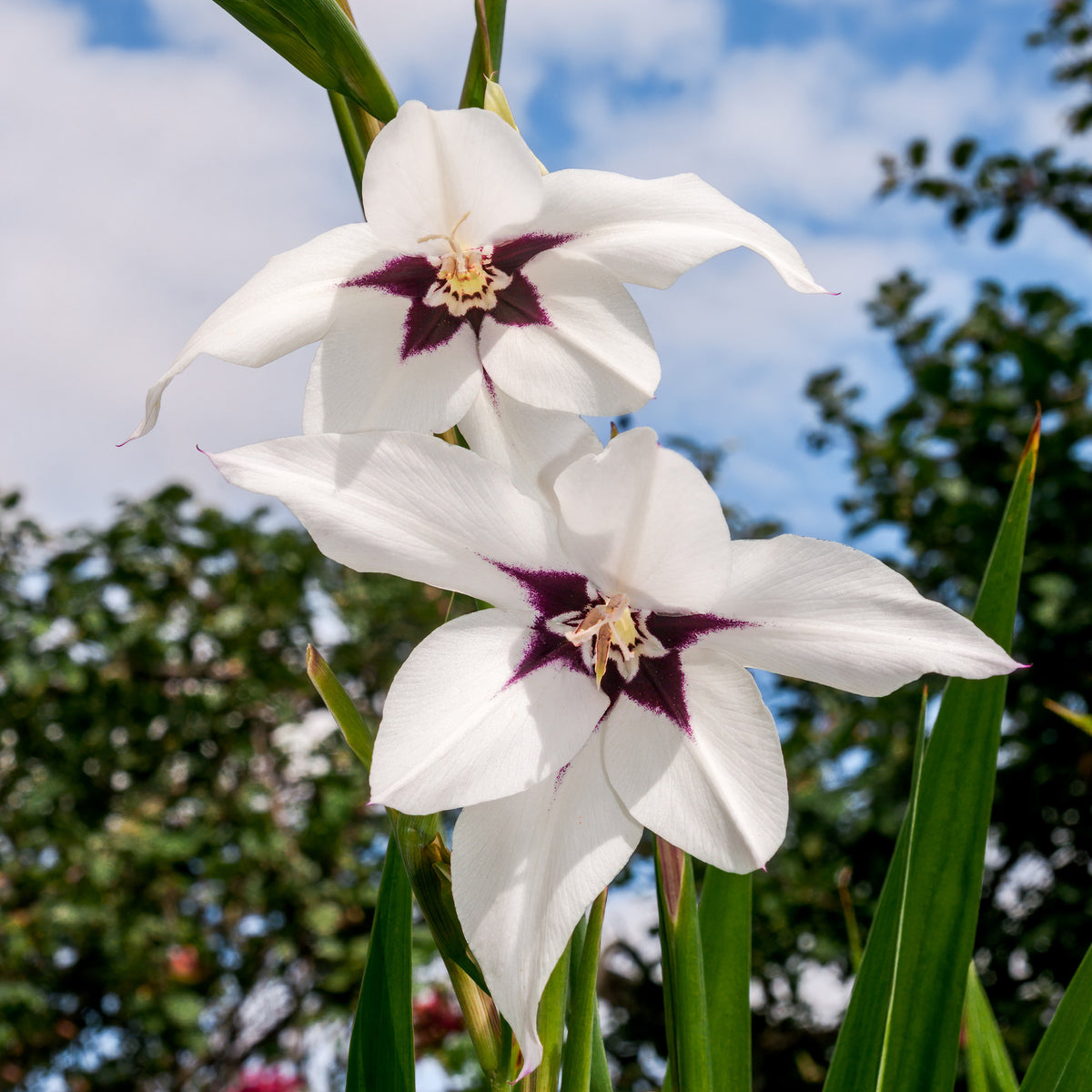 Abyssinische Gladiole (x30) - Bakker