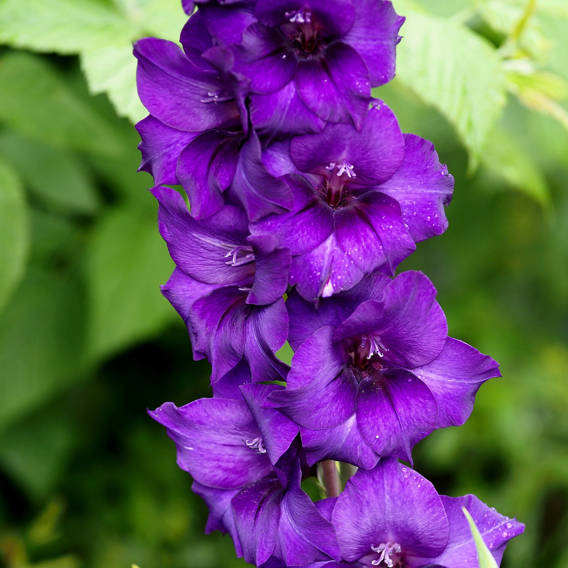 Gladiole Flora - Gladiolus Purple Flora - Bakker