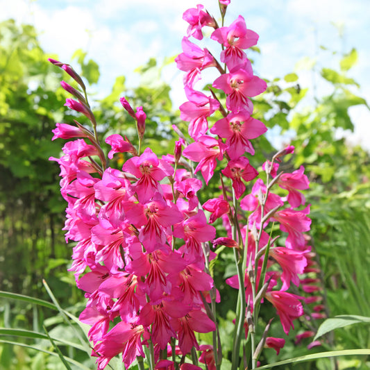 25 Zwerggladiolen rosa - Bakker