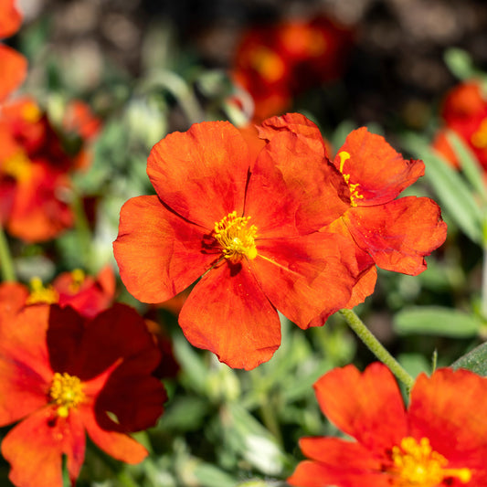 Sonnenröschen Tomato Red - Bakker