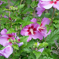 Hibiscus syriacus Flower Tower Purple ® - Hibiskus Flower Tower Purple® - Hibiskus