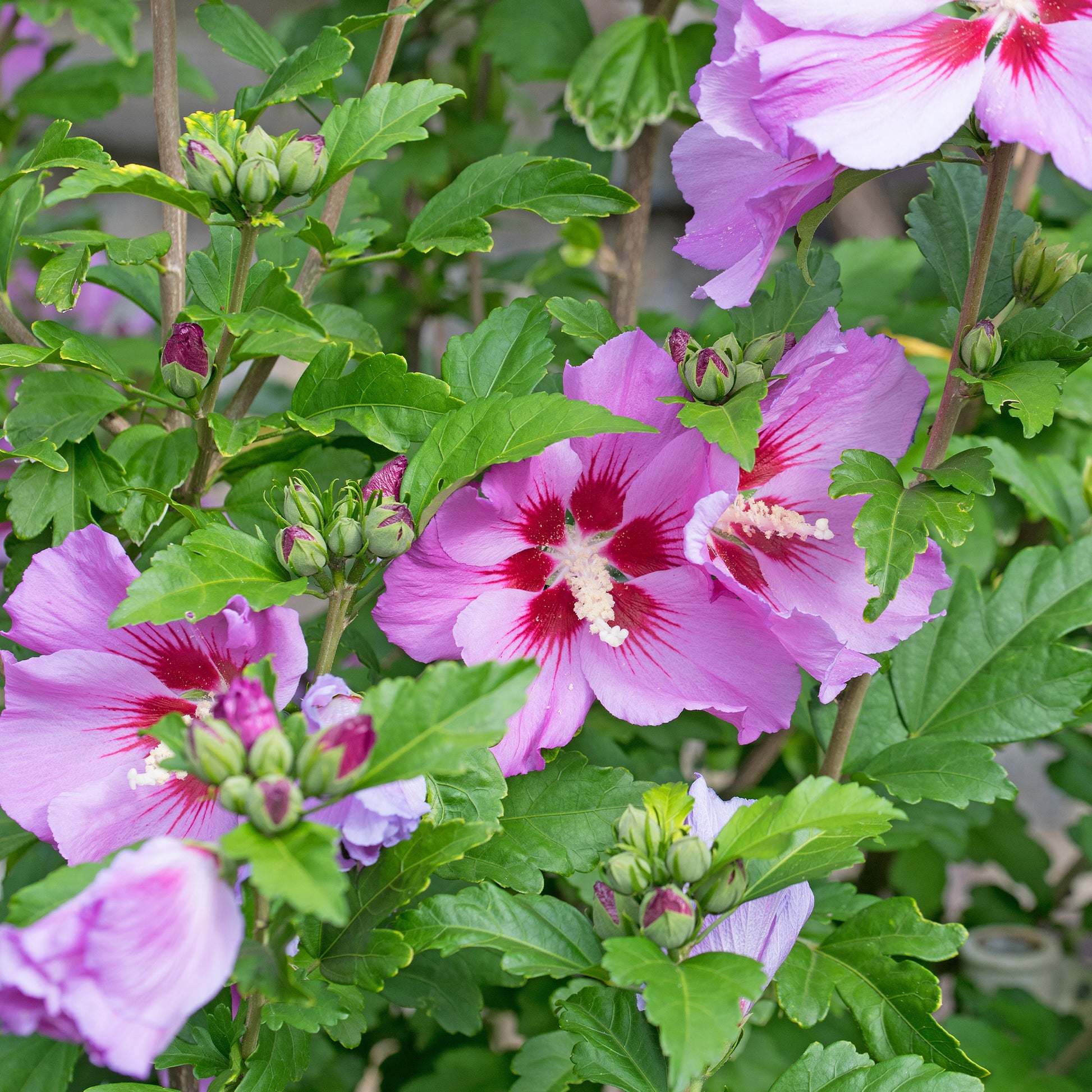 Hibiscus syriacus Flower Tower Purple ® - Hibiskus Flower Tower Purple® - Hibiskus