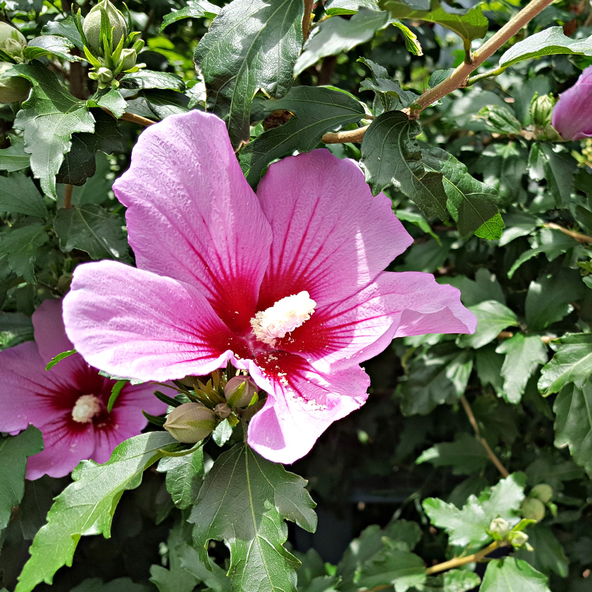 Hibiskus Flower Tower Purple® - Bakker