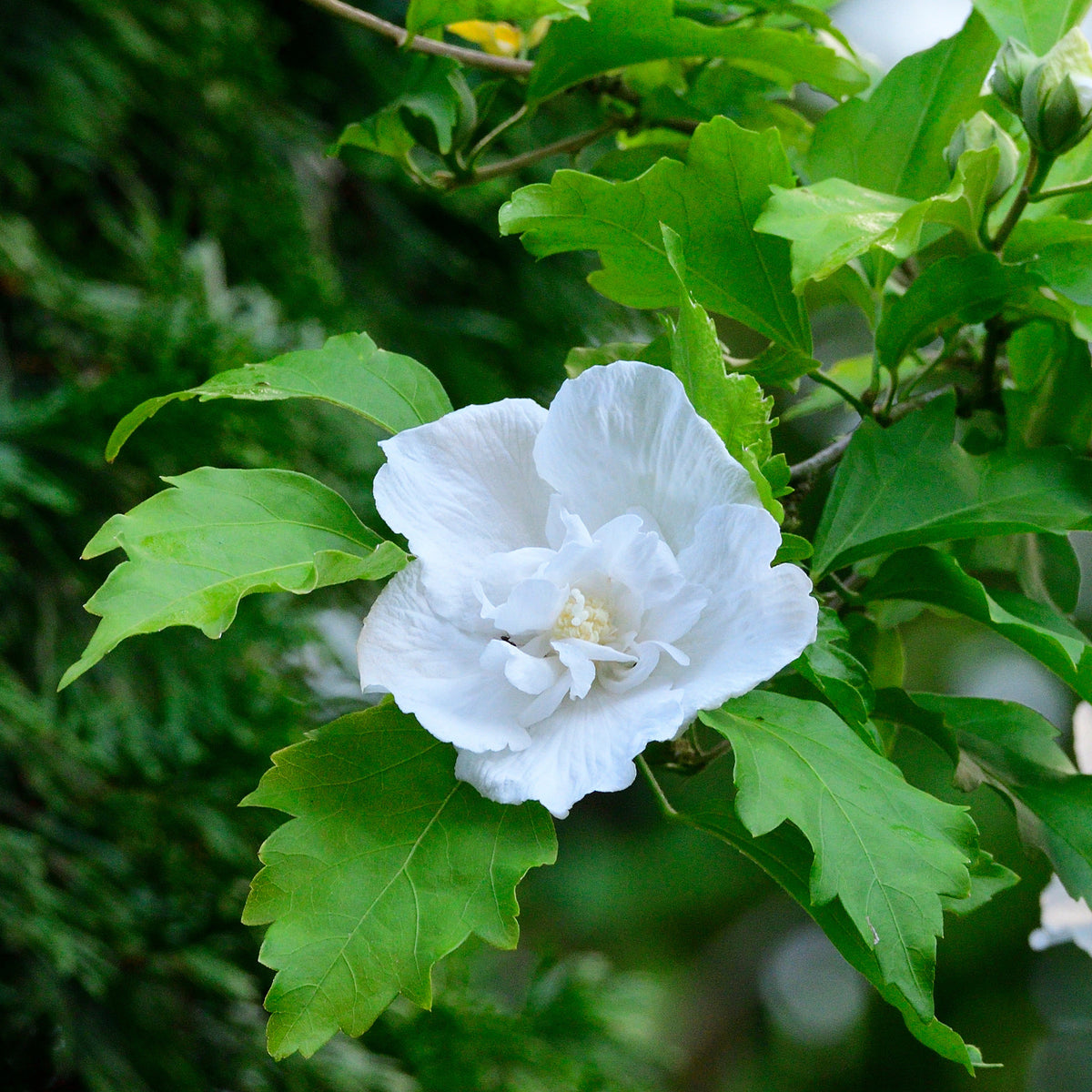 Hibiskus Flower Tower White® weiß