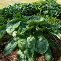 Hosta Empress Wu - Funkie Empress Wu - Hosta - Funkie