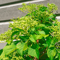 Kletterhortensie Crug Coral - Hydrangea anomala Crug Coral - Bakker