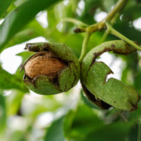Walnuss ‘Chandler’ - Juglans regia Chandler - Bakker