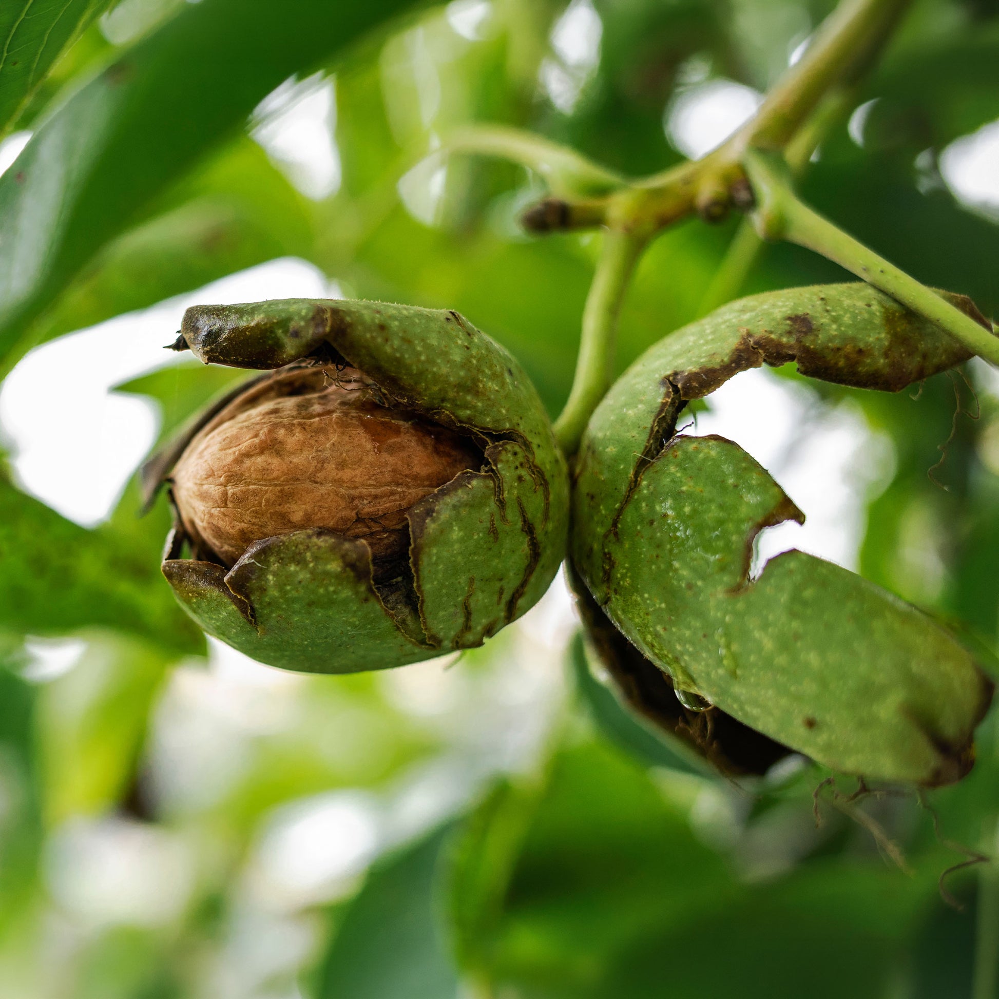 Walnuss ‘Chandler’ - Juglans regia Chandler - Bakker