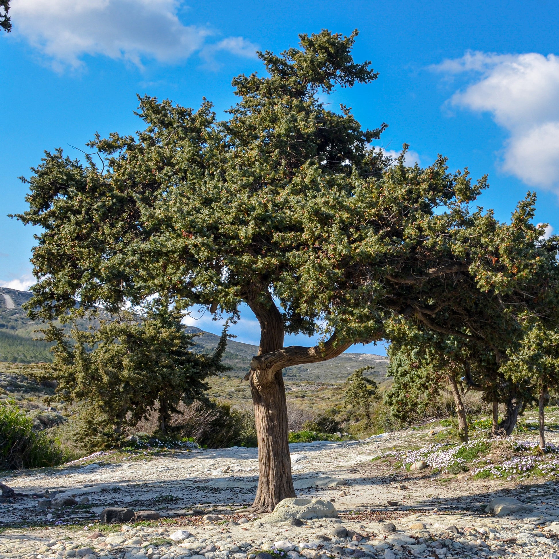 Juniperus oxycedrus - Stacheliger Wacholder - Nadelbäume