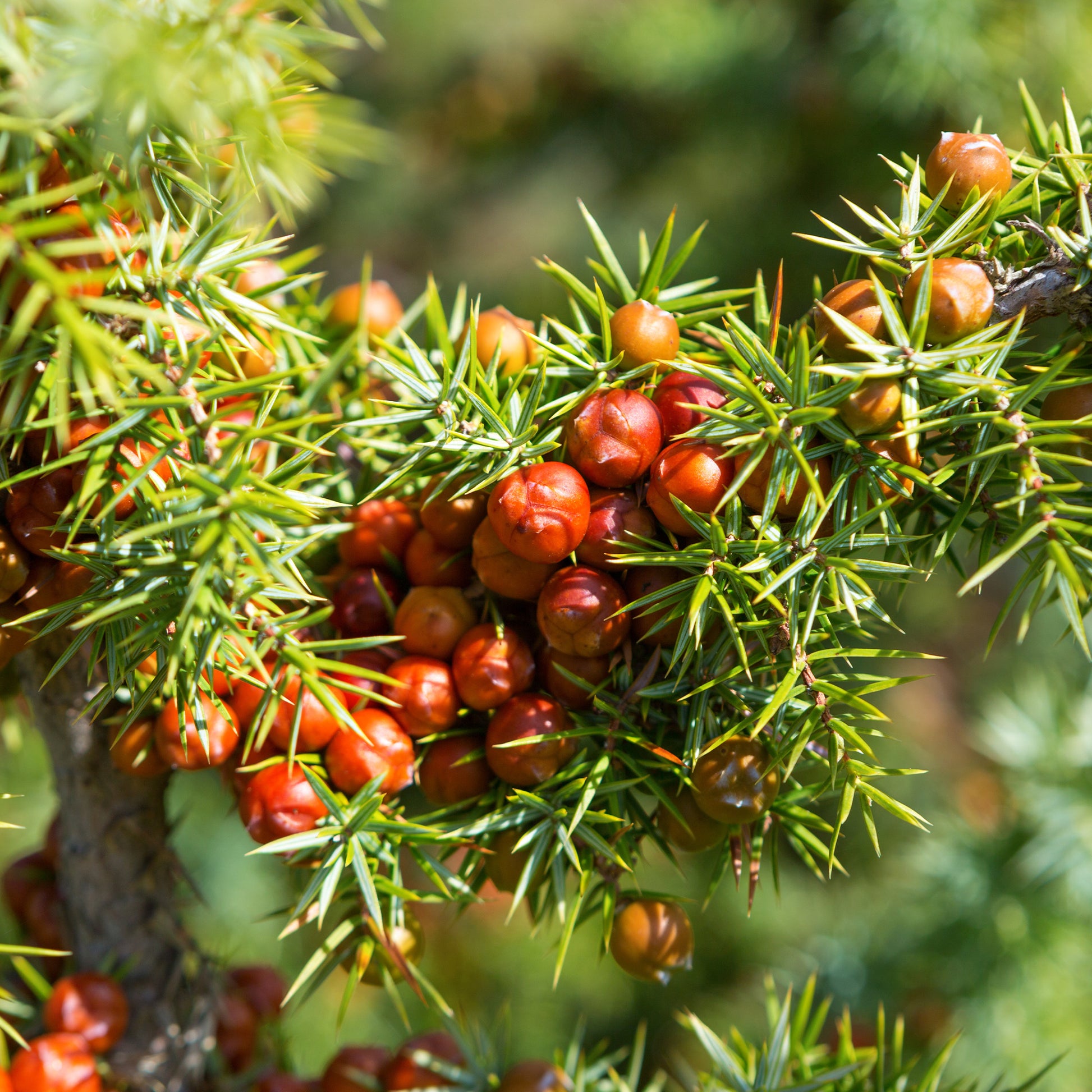 Stacheliger Wacholder - Juniperus oxycedrus - Bakker