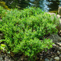 Zwerg-Wacholder Nana - Juniperus procumbens Nana - Bakker