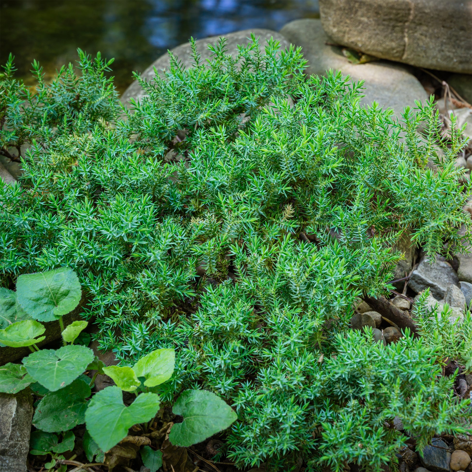 Bodendecker - Zwerg-Wacholder Nana - Juniperus procumbens Nana