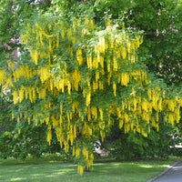 Laburnum anagyroides - Goldregen - Bäume