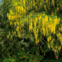 Blühende Bäume - Goldregen - Laburnum anagyroides