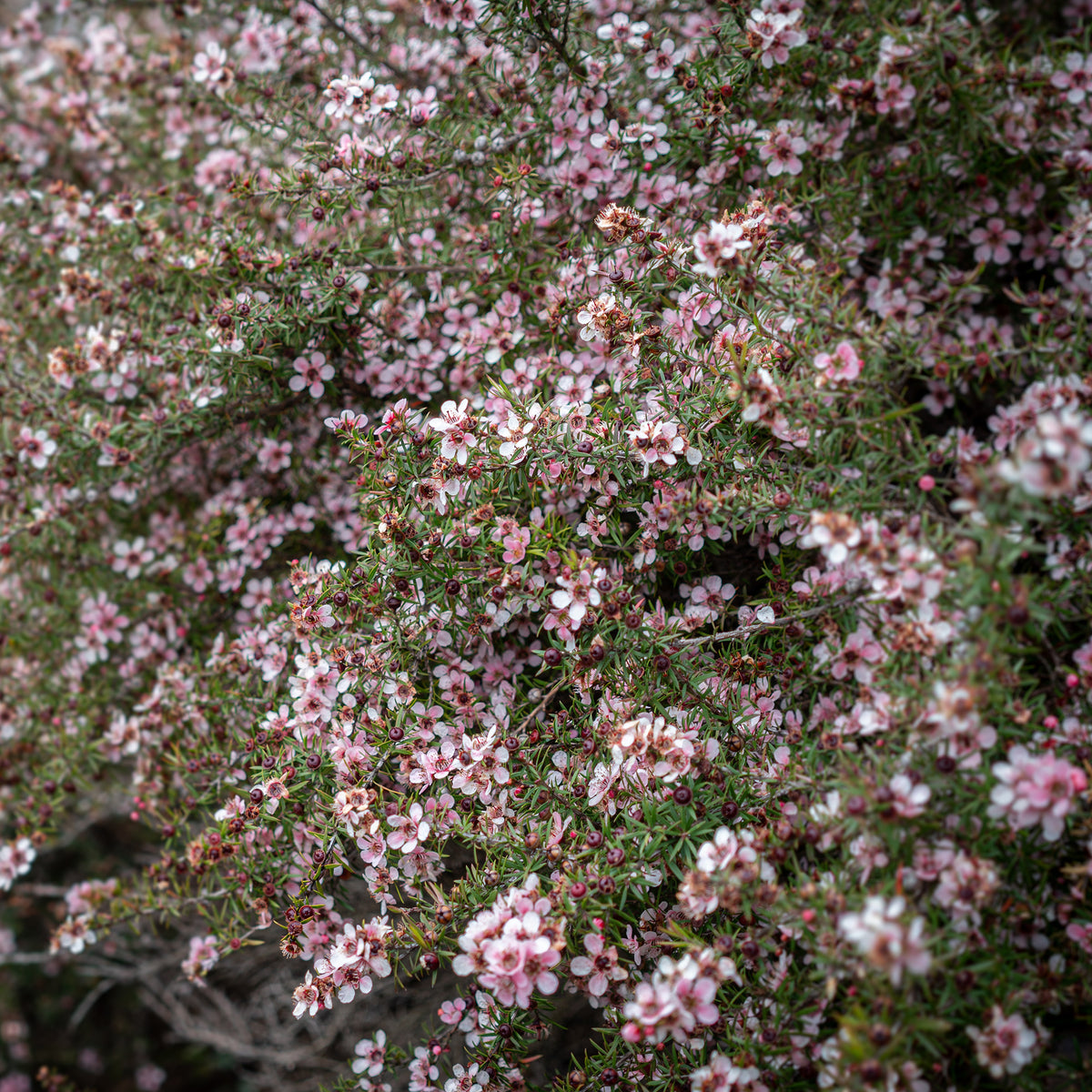 Teebaum 'Martinii' - Leptospermum scoparium Martinii - Bakker