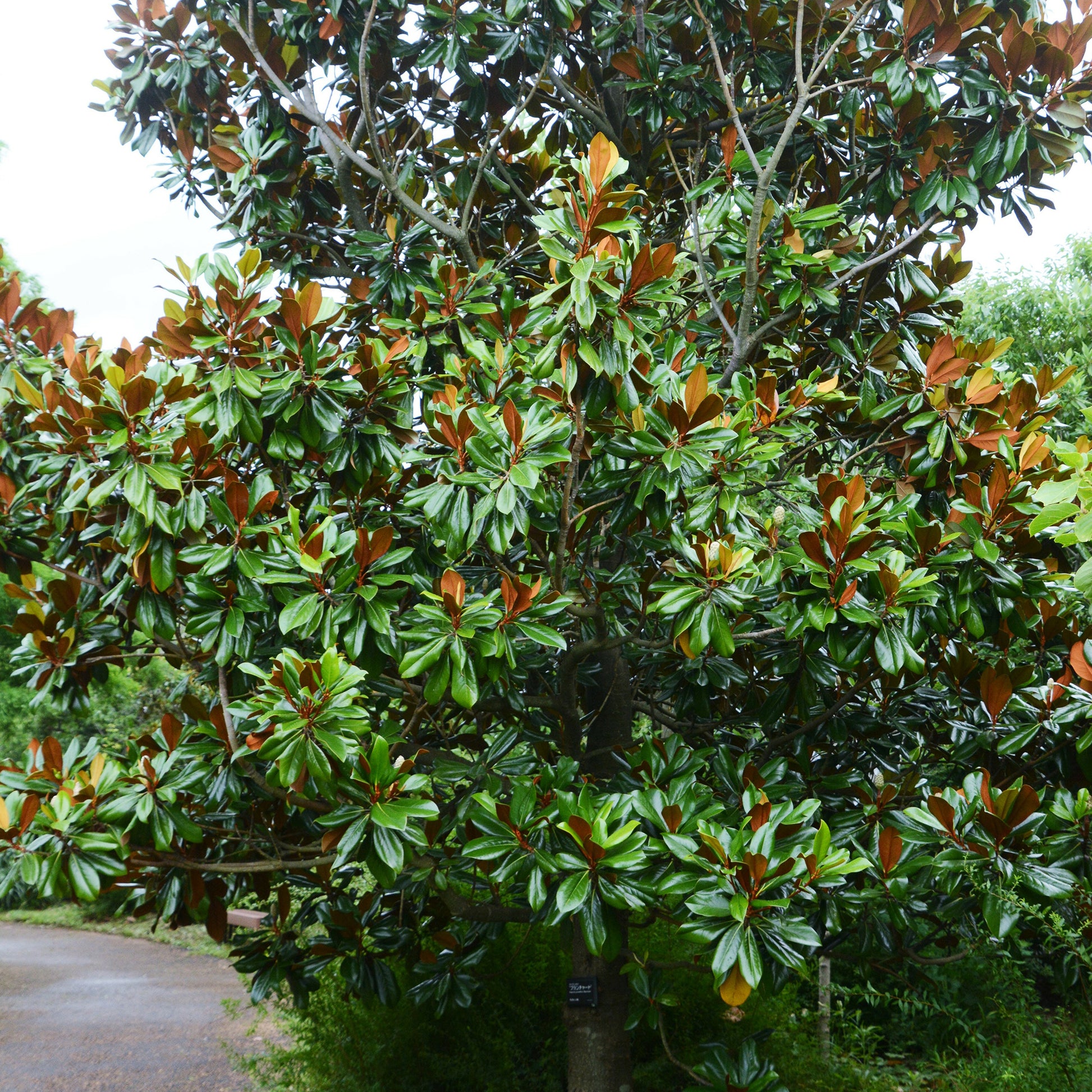 Magnolia grandiflora Alta - Großblütige Magnolie Alta - Magnolien