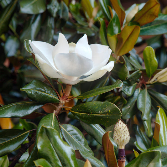 Großblütige Magnolie Little Gem - Bakker