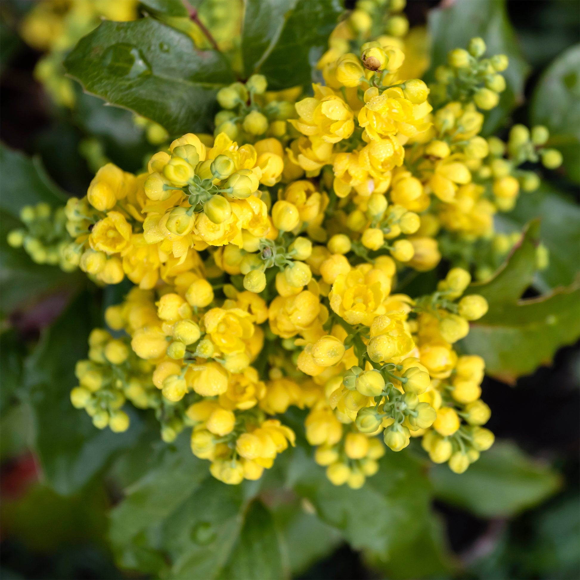 Mahonie Apollo - Mahonia aquifolium Apollo - Bakker